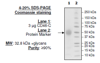 CD46-C, His-tag (Human) Recombinant – Figure 1 of 1