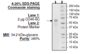 CD46-BC, His-Tag (Monkey) HiP™ Recombinant – Figure 1 of 1