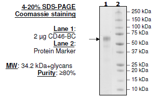 CD46-BC, His-Tag (Monkey) HiP™ Recombinant – Figure 1 of 1