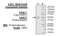 CD46-C, His-tag (Monkey) Recombinant – Figure 1 of 1