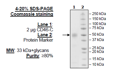 CD46-C, His-tag (Monkey) Recombinant – Figure 1 of 1