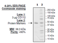 CD112, His-tag, Biotin-labeled (Human) HiP™ Recombinant – Figure 1 of 2