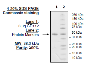 CD112, His-tag, Biotin-labeled (Human) HiP™ Recombinant – Figure 1 of 2