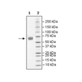PD-1 (Monkey), Fc fusion (Human IgG1), Biotin-labeled HiP™ Recombinant – Figure 1 of 4