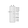 SIRP-γ (CD172g), Fc fusion, Biotin-labeled (Human) HiP™ Recombinant – Figure 1 of 3