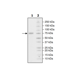 SIRP-γ (CD172g), Fc fusion, Biotin-labeled (Human) HiP™ Recombinant – Figure 1 of 3