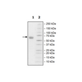 PD-1 (I126A), Fc fusion, Biotin-labeled (Human) HiP™ Recombinant – Figure 1 of 2