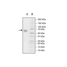PD-1 (I126A), Fc fusion, Biotin-labeled (Human) HiP™ Recombinant – Figure 1 of 2