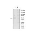 CD28H, Fc fusion, Biotin-labeled (Human) HiP™ Recombinant – Figure 1 of 2