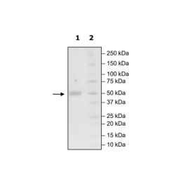 CD28H, Fc fusion, Biotin-labeled (Human) HiP™ Recombinant – Figure 1 of 2