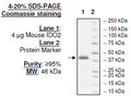 IDO2, His-tag (Mouse) Recombinant – Figure 1 of 2