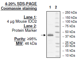 IDO2, His-tag (Mouse) Recombinant – Figure 1 of 2