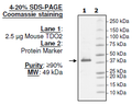 TDO2, His-tag (Mouse) Recombinant – Figure 1 of 2