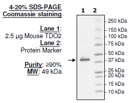 TDO2, His-tag (Mouse) Recombinant – Figure 1 of 2