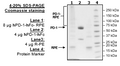 PD-1, Fc Fusion, PE-Labeled (Human) Recombinant – Figure 1 of 3