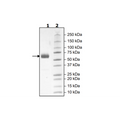 PD-1 (K78A), Fc fusion, Biotin-labeled (Human) HiP™ Recombinant – Figure 1 of 2