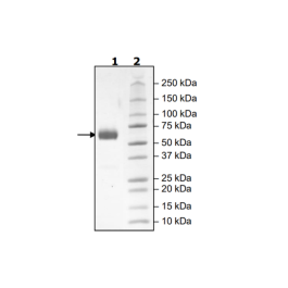 PD-1 (K78A), Fc fusion, Biotin-labeled (Human) HiP™ Recombinant – Figure 1 of 2
