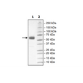 PD-1 (I134A), Fc fusion, Biotin-labeled (Human) HiP™ Recombinant – Figure 1 of 2
