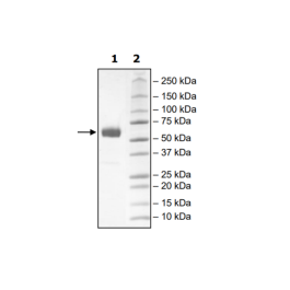 PD-1 (I134A), Fc fusion, Biotin-labeled (Human) HiP™ Recombinant – Figure 1 of 2