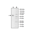 PD-1 (P130A), Fc fusion, Biotin-labeled (Human) HiP™ Recombinant – Figure 1 of 2
