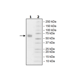 PD-1 (P130A), Fc fusion, Biotin-labeled (Human) HiP™ Recombinant – Figure 1 of 2