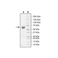 PD-1 (L128A), Fc fusion, Biotin-labeled (Human) HiP™ Recombinant – Figure 1 of 2