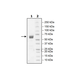 PD-1 (L128A), Fc fusion, Biotin-labeled (Human) HiP™ Recombinant – Figure 1 of 2