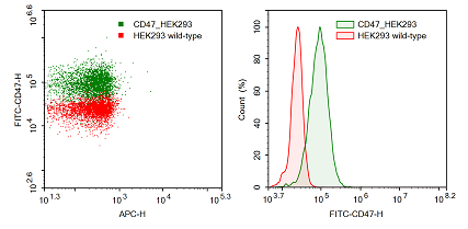 CD47 - HEK293 Cell Line – Figure 1 of 1