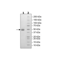 TIGIT, Fc Fusion, Avi-Tag, Biotin-Labeled (Human) HiP™ Recombinant – Figure 1 of 5