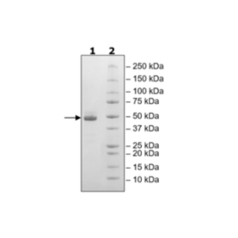 TIGIT, Fc Fusion, Avi-Tag, Biotin-Labeled (Human) HiP™ Recombinant – Figure 1 of 5