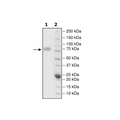 CD226, Fc fusion, Biotin-labeled (Human) HiP™ Recombinant – Figure 1 of 4