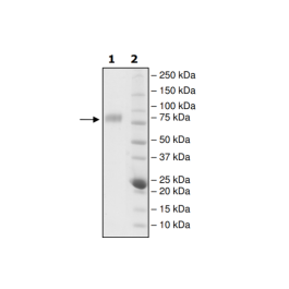 CD226, Fc fusion, Biotin-labeled (Human) HiP™ Recombinant – Figure 1 of 4
