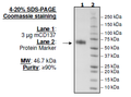 CD137, Fc fusion (mIgG2a), Avi-tag (Mouse) HiP™ Recombinant – Figure 1 of 2