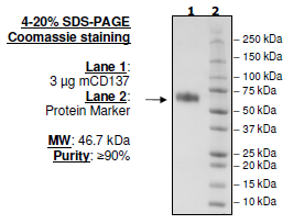 CD137, Fc fusion (mIgG2a), Avi-tag (Mouse) HiP™ Recombinant – Figure 1 of 2