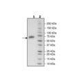 CD137, Fc fusion (mIgG2a), Biotin-labeled (Mouse) HiP™ Recombinant – Figure 1 of 2