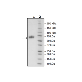 CD137, Fc fusion (mIgG2a), Biotin-labeled (Mouse) HiP™ Recombinant – Figure 1 of 2