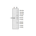 GITR (CD357), Fc Fusion, Biotin-labeled (Human) Recombinant – Figure 1 of 4