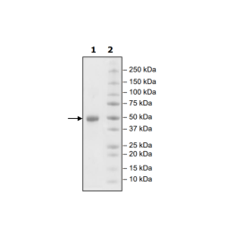 GITR (CD357), Fc Fusion, Biotin-labeled (Human) Recombinant – Figure 1 of 4