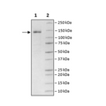 TUT4, FLAG-tag, Biotin-Labeled (Human) Recombinant – Figure 1 of 2
