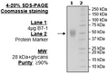 B7-1 (CD80), FLAG-Avi-His-Tag Recombinant – Figure 1 of 2