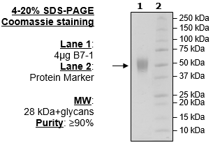 B7-1 (CD80), FLAG-Avi-His-Tag Recombinant – Figure 1 of 2