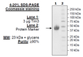 TIM-3, Avi-His-Tag Recombinant – Figure 1 of 1
