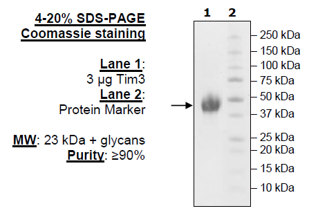 TIM-3, Avi-His-Tag Recombinant – Figure 1 of 1