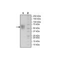 B7-2 (CD86), FLAG-Avi-His-Tag, Biotin Labeled Recombinant – Figure 1 of 2