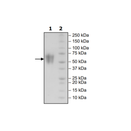 B7-2 (CD86), FLAG-Avi-His-Tag, Biotin Labeled Recombinant – Figure 1 of 2