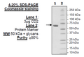 CD2, Fc fusion, Avi-Tag, (Human) HiP™ Recombinant – Figure 1 of 2