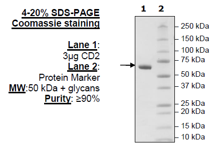 CD2, Fc fusion, Avi-Tag, (Human) HiP™ Recombinant – Figure 1 of 2