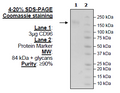 CD96, Fc-Fusion, Avi-Tag (Human) Recombinant – Figure 1 of 1