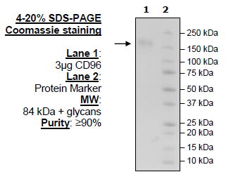 CD96, Fc-Fusion, Avi-Tag (Human) Recombinant – Figure 1 of 1