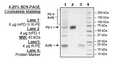 PD-1 (Mouse), Fc fusion (Human), PE-labeled Recombinant – Figure 1 of 3